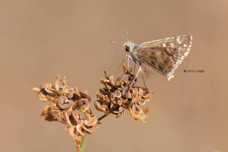 BR8A4959-Bretons-spikkeldikkopje-Pyrgus-armoricanus-Oberthurs-Grizzled-Skipper-Zweibrutiger-Wurfel-Dickkopffalter-Hesperie-des-potentilles-Ajedrezada-yunque_1