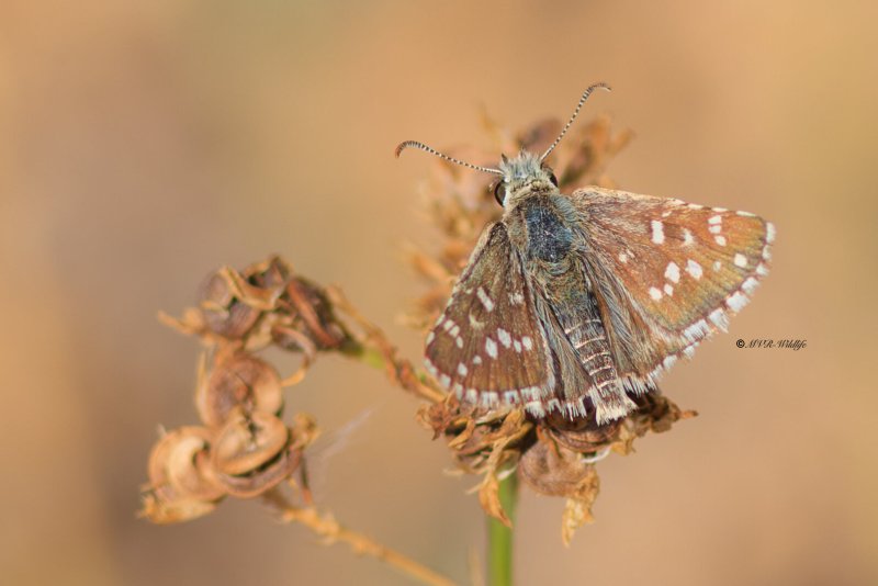 BR8A4965-Bretons-spikkeldikkopje-Pyrgus-armoricanus-Oberthurs-Grizzled-Skipper-Zweibrutiger-Wurfel-Dickkopffalter-Hesperie-des-potentilles-Ajedrezada-yunque_1