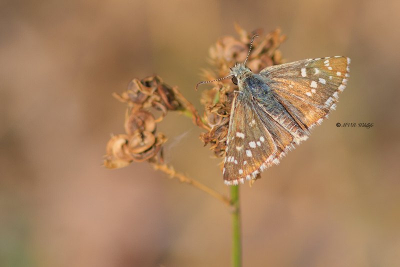 BR8A4973-Bretons-spikkeldikkopje-Pyrgus-armoricanus-Oberthurs-Grizzled-Skipper-Zweibrutiger-Wurfel-Dickkopffalter-Hesperie-des-potentilles-Ajedrezada-yunque_1