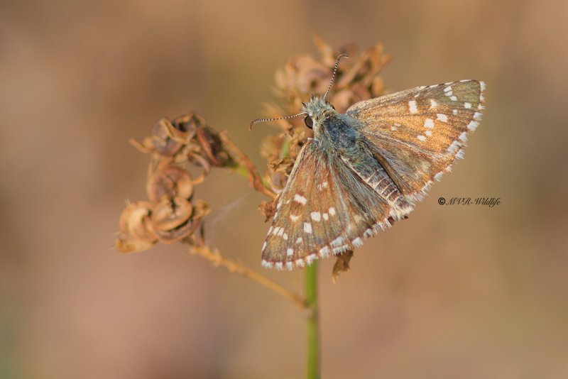 BR8A4977-Bretons-spikkeldikkopje-Pyrgus-armoricanus-Oberthurs-Grizzled-Skipper-Zweibrutiger-Wurfel-Dickkopffalter-Hesperie-des-potentilles-Ajedrezada-yunque_1