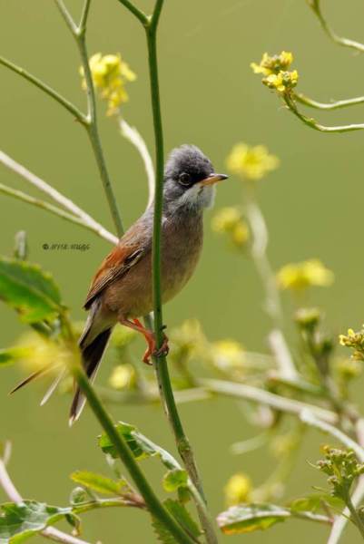 0N0A3965-Brilgrasmus-Curruca-conspicillata-Spectacled-Warbler-Brillengrasmucke-Fauvette-a-lunettes-Curruca-tomillera_1
