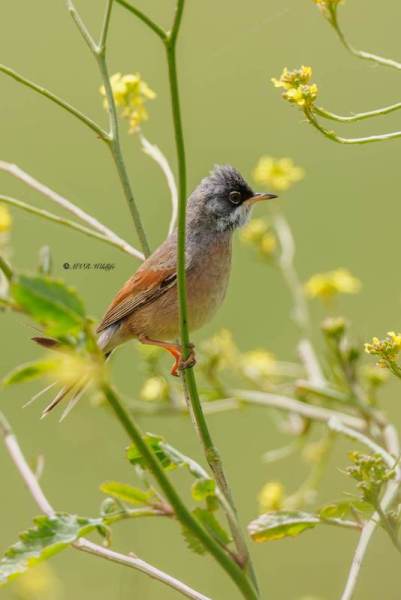 0N0A3972-Brilgrasmus-Curruca-conspicillata-Spectacled-Warbler-Brillengrasmucke-Fauvette-a-lunettes-Curruca-tomillera_1