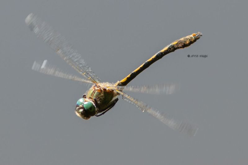 5X8A5245-Bronslibel-Oxygastra-curtisii-Orange-spotted-Emerald-Gekielter-Flussfalke-Cordulie-a-corps-fin-Oxygastra-curtisii_1