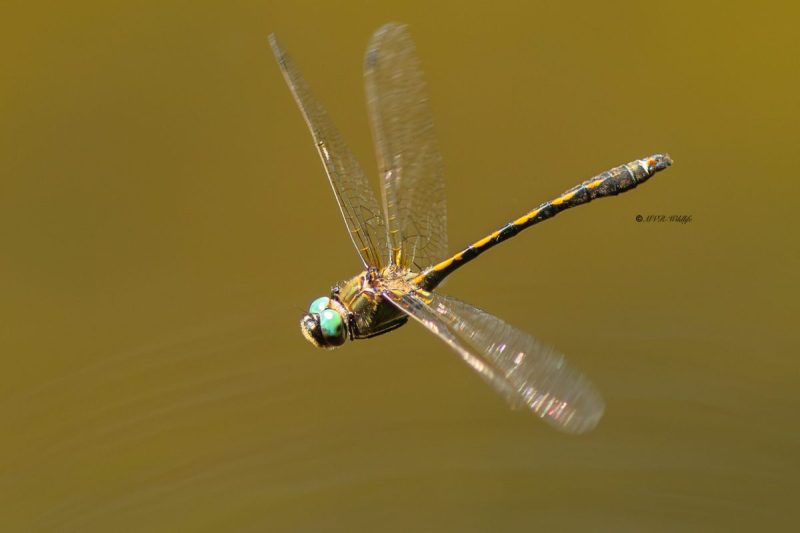 5X8A5324-Bronslibel-Oxygastra-curtisii-Orange-spotted-Emerald-Gekielter-Flussfalke-Cordulie-a-corps-fin-Oxygastra-curtisii_1
