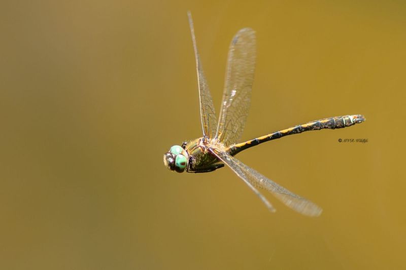 5X8A5344-Bronslibel-Oxygastra-curtisii-Orange-spotted-Emerald-Gekielter-Flussfalke-Cordulie-a-corps-fin-Oxygastra-curtisii_1