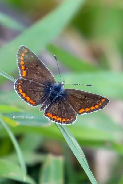 B65A0383-Bruin-Blauwtje-Aricia-Agestis-Brown-Argus-Dunkelbrauner-Blauling-lArgus-Brun_1