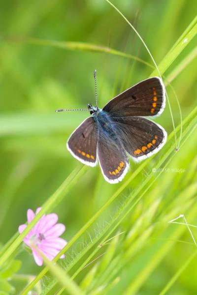 B65A1909-Bruin-Blauwtje-Aricia-Agestis-Brown-Argus-Dunkelbrauner-Blauling-lArgus-Brun_1