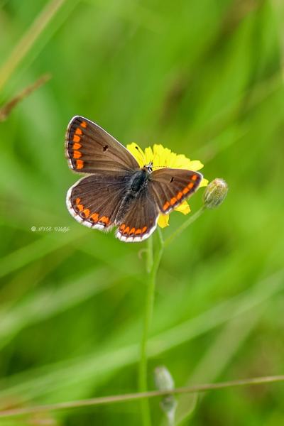B65A5784-Bruin-Blauwtje-Aricia-Agestis-Brown-Argus-Dunkelbrauner-Blauling-lArgus-Brun_1
