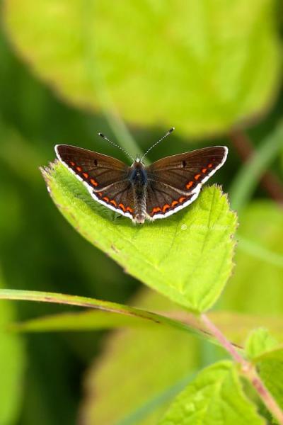 B65A5861-Bruin-Blauwtje-Aricia-Agestis-Brown-Argus-Dunkelbrauner-Blauling-lArgus-Brun_1