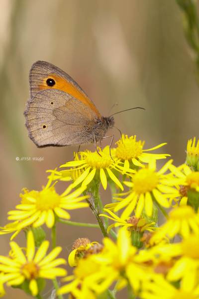 B65A0514-Bruin-Zandoogje-Maniola-Jurtina-Meadow-Brown-Grosses-Ochsenauge-Le-Myrtil_1
