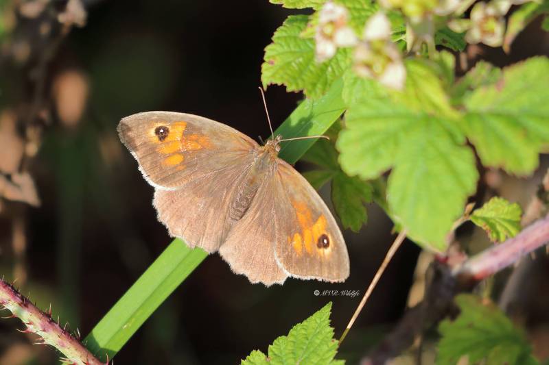 B65A3082-Bruin-Zandoogje-Maniola-Jurtina-Meadow-Brown-Grosses-Ochsenauge-Le-Myrtil_1
