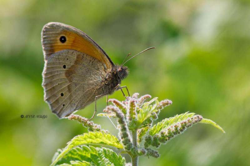B65A4931-Bruin-Zandoogje-Maniola-Jurtina-Meadow-Brown-Grosses-Ochsenauge-Le-Myrtil_1