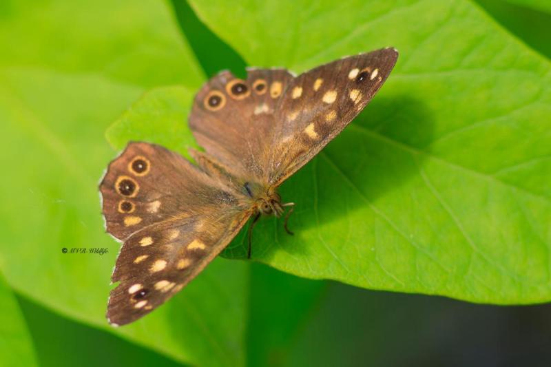B65A5343-Bruin-Zandoogje-Maniola-Jurtina-Meadow-Brown-Grosses-Ochsenauge-Le-Myrtil_1