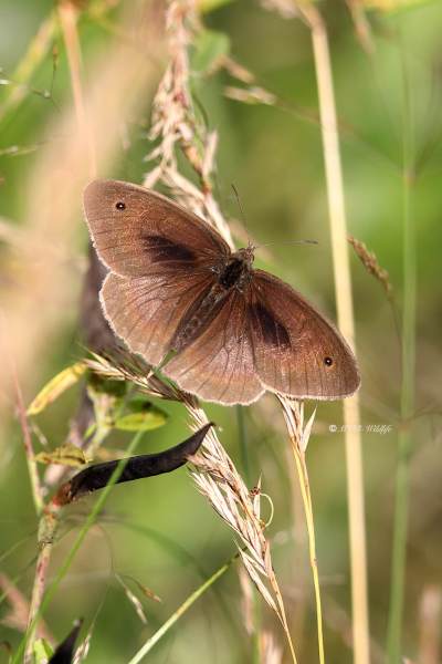 B65A5672-Bruin-Zandoogje-Maniola-Jurtina-Meadow-Brown-Grosses-Ochsenauge-Le-Myrtil_1