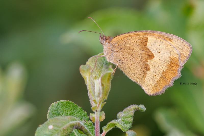 BR8A3241-Bruin-Zandoogje-Maniola-Jurtina-Meadow-Brown-Grosses-Ochsenauge-Le-Myrtil_1