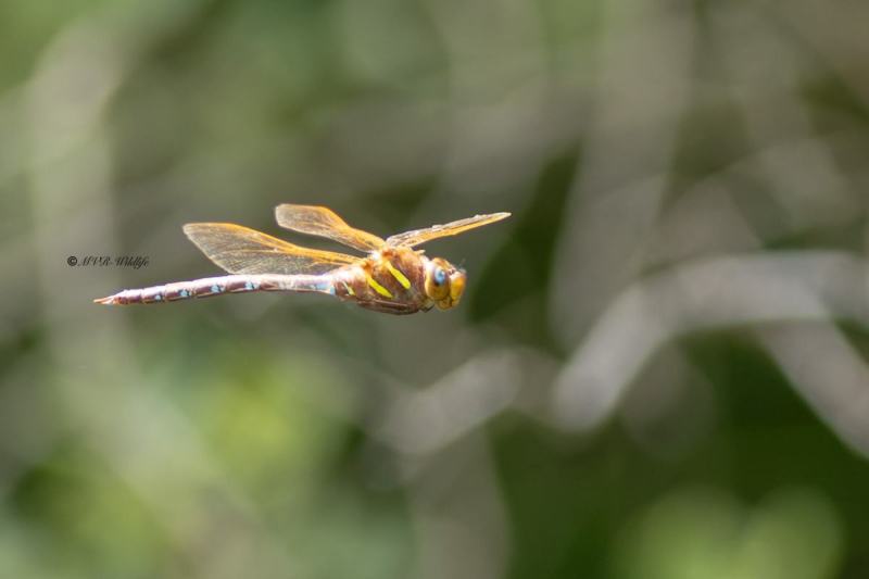 5X8A6802-Bruine-glazenmaker-Aeshna-grandis-Brown-Hawker-Braune-Mosaikjungfer-Aeschne-grande-Aeshna-grandis_1