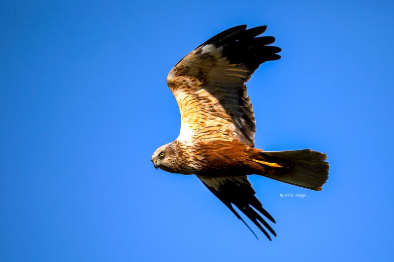 B65A3957-Bruine-Kiekendief-Western-Marsh-Harrier-Rohrweihe-Busard-des-roseaux-Aguilucho-lagunero-occidental_1