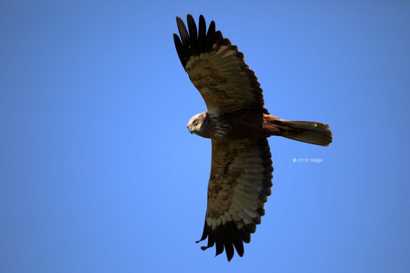 B65A3958-Bruine-Kiekendief-Western-Marsh-Harrier-Rohrweihe-Busard-des-roseaux-Aguilucho-lagunero-occidental_1