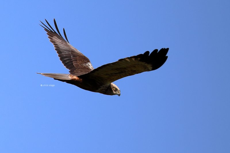 B65A3961-Bruine-Kiekendief-Western-Marsh-Harrier-Rohrweihe-Busard-des-roseaux-Aguilucho-lagunero-occidental_1