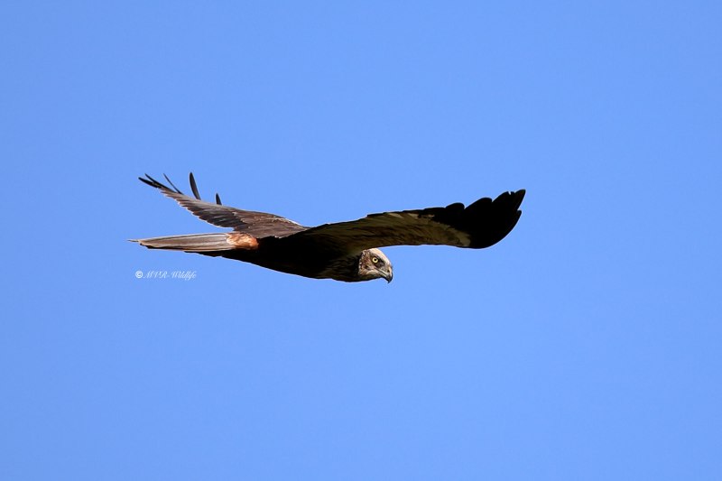 B65A3963-Bruine-Kiekendief-Western-Marsh-Harrier-Rohrweihe-Busard-des-roseaux-Aguilucho-lagunero-occidental_1