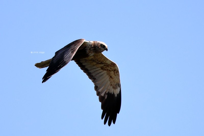B65A3974-Bruine-Kiekendief-Western-Marsh-Harrier-Rohrweihe-Busard-des-roseaux-Aguilucho-lagunero-occidental_1