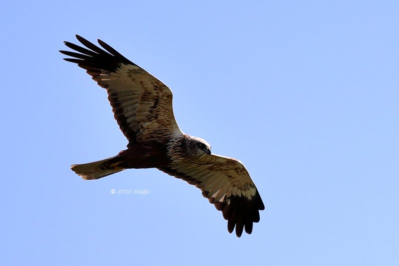 B65A3992-Bruine-Kiekendief-Western-Marsh-Harrier-Rohrweihe-Busard-des-roseaux-Aguilucho-lagunero-occidental_1
