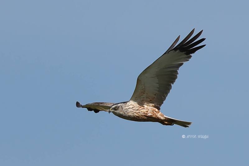 BR8A5193-Bruine-Kiekendief-Western-Marsh-Harrier-Rohrweihe-Busard-des-roseaux-Aguilucho-lagunero-occidental_1