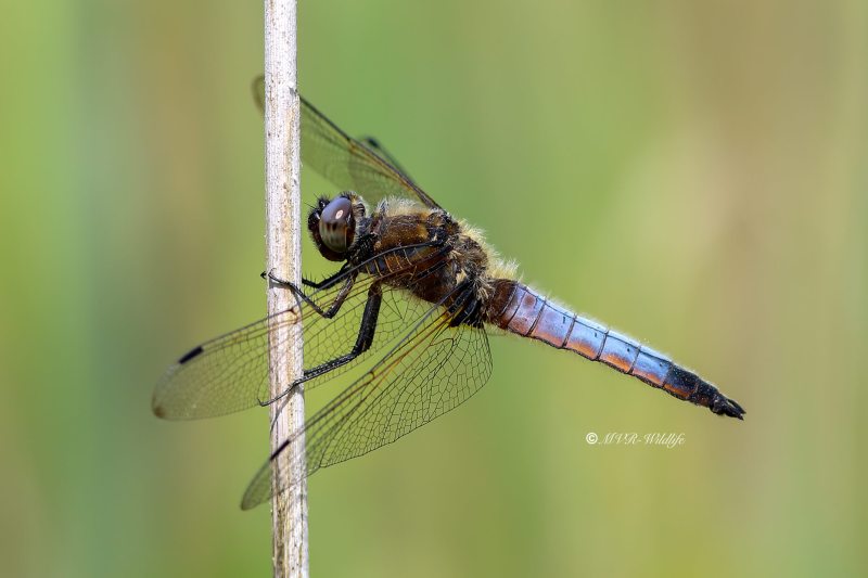 B65A2012-Bruine-korenbout-Libellula-Fulva-Blue-Chaser-Spitzenfleck-Libellule-fauve_1