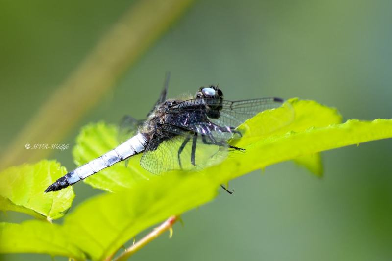 B65A4230-Bruine-korenbout-Libellula-Fulva-Blue-Chaser-Spitzenfleck-Libellule-fauve_1