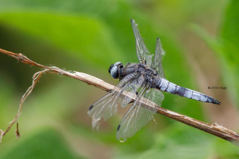 B65A5132-Bruine-korenbout-Libellula-Fulva-Blue-Chaser-Spitzenfleck-Libellule-fauve_1