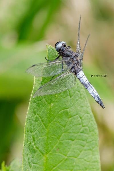 B65A5199-Bruine-korenbout-Libellula-Fulva-Blue-Chaser-Spitzenfleck-Libellule-fauve_1