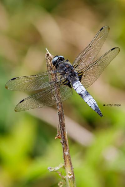 B65A5245-Bruine-korenbout-Libellula-Fulva-Blue-Chaser-Spitzenfleck-Libellule-fauve_1