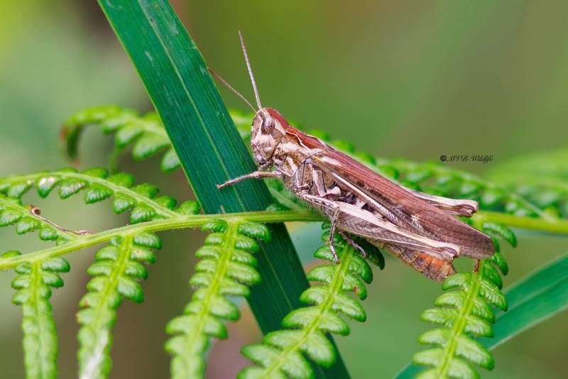 BR8A3289-Bruine-sprinkhaan-Chorthippus-brunneus-Common-Field-Grasshopper-Brauner-Grashupfer-Le-Criquet-duettiste_1