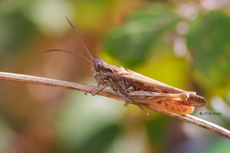 BR8A4998-Bruine-sprinkhaan-Chorthippus-brunneus-Common-Field-Grasshopper-Brauner-Grashupfer-Le-Criquet-duettiste_1