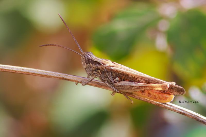 BR8A4998-Bruine-sprinkhaan-Chorthippus-brunneus-Common-Field-Grasshopper-Brauner-Grashupfer-Le-Criquet-duettiste_1
