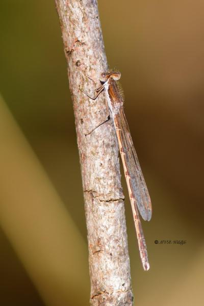 B65A6625-Bruine-Winterjuffer-Sympecma-fusca-Common-Winter-Damselfly-Gemeine-Winterlibelle-Leste-brun_1