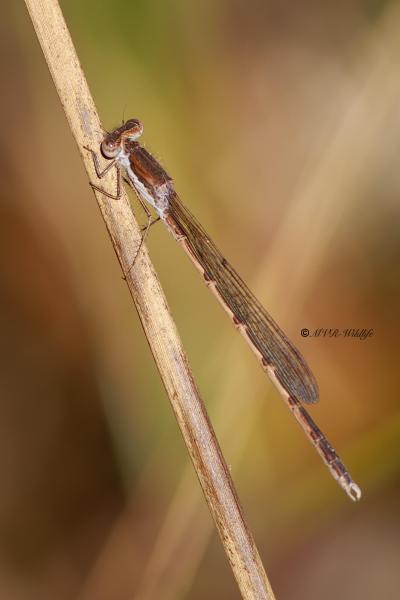 B65A6628-Bruine-Winterjuffer-Sympecma-fusca-Common-Winter-Damselfly-Gemeine-Winterlibelle-Leste-brun_1