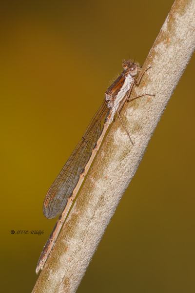 B65A6634-Bruine-Winterjuffer-Sympecma-fusca-Common-Winter-Damselfly-Gemeine-Winterlibelle-Leste-brun_1