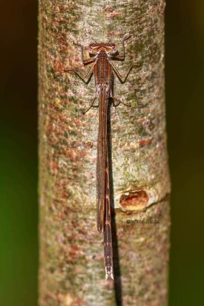 B65A6638-Bruine-Winterjuffer-Sympecma-fusca-Common-Winter-Damselfly-Gemeine-Winterlibelle-Leste-brun_1