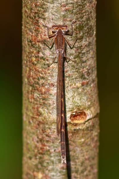B65A6638-Bruine-Winterjuffer-Sympecma-fusca-Common-Winter-Damselfly-Gemeine-Winterlibelle-Leste-brun_1