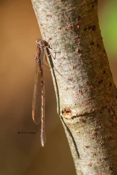 B65A6644-Bruine-Winterjuffer-Sympecma-fusca-Common-Winter-Damselfly-Gemeine-Winterlibelle-Leste-brun_1