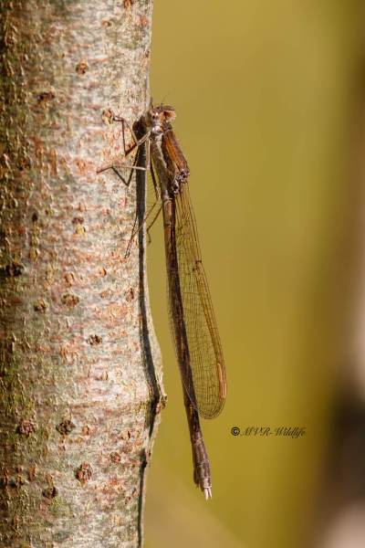 B65A6649-Bruine-Winterjuffer-Sympecma-fusca-Common-Winter-Damselfly-Gemeine-Winterlibelle-Leste-brun_1