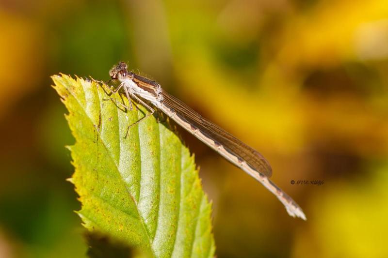 B65A6693-Bruine-Winterjuffer-Sympecma-fusca-Common-Winter-Damselfly-Gemeine-Winterlibelle-Leste-brun_1