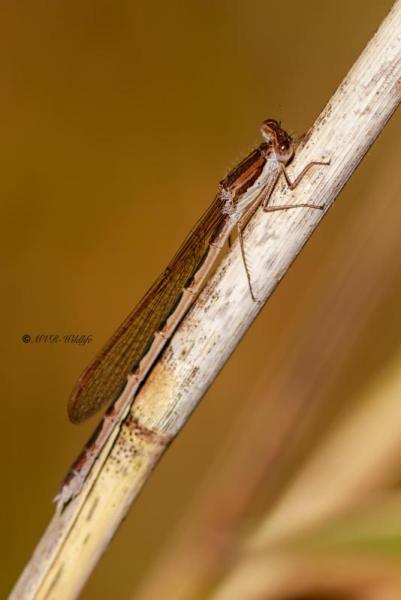 B65A6705-Bruine-Winterjuffer-Sympecma-fusca-Common-Winter-Damselfly-Gemeine-Winterlibelle-Leste-brun_1