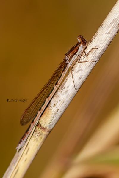 B65A6705-Bruine-Winterjuffer-Sympecma-fusca-Common-Winter-Damselfly-Gemeine-Winterlibelle-Leste-brun_1