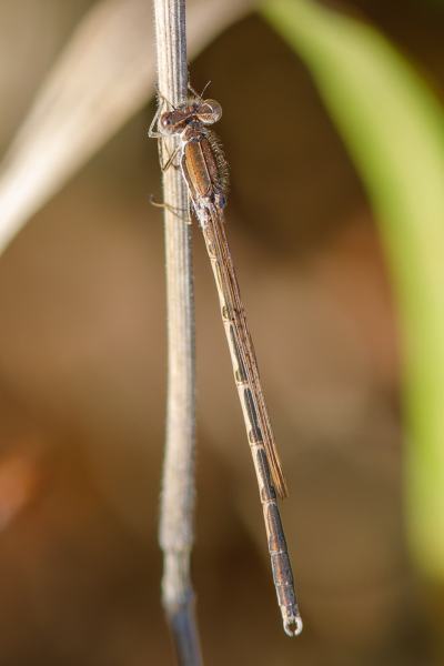 B65A6716-Bruine-Winterjuffer-Sympecma-fusca-Common-Winter-Damselfly-Gemeine-Winterlibelle-Leste-brun_1
