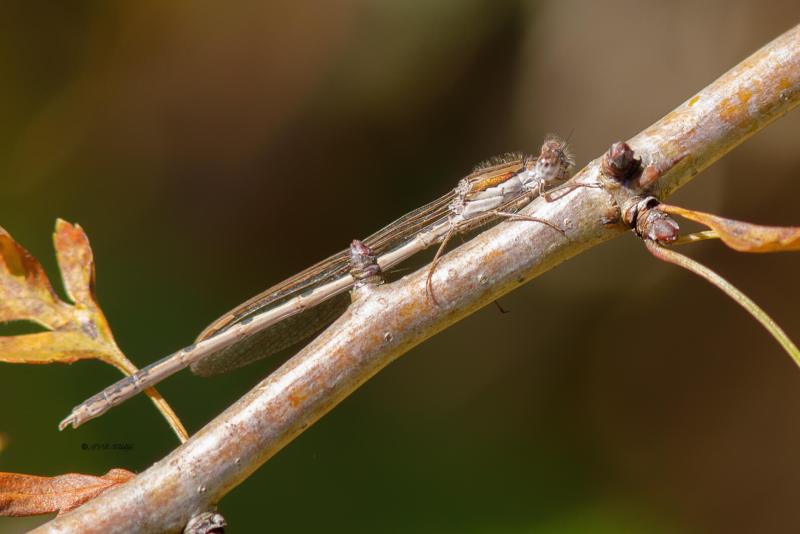 B65A6723-Bruine-Winterjuffer-Sympecma-fusca-Common-Winter-Damselfly-Gemeine-Winterlibelle-Leste-brun_1