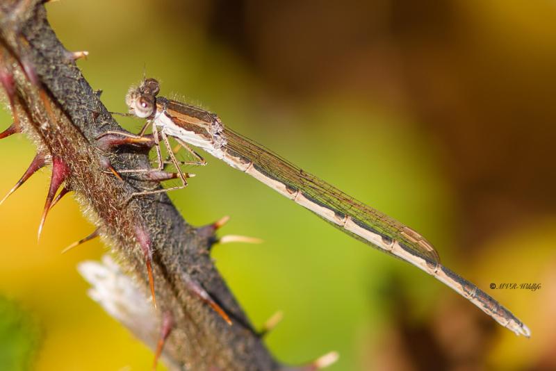B65A6762-Bruine-Winterjuffer-Sympecma-fusca-Common-Winter-Damselfly-Gemeine-Winterlibelle-Leste-brun_1