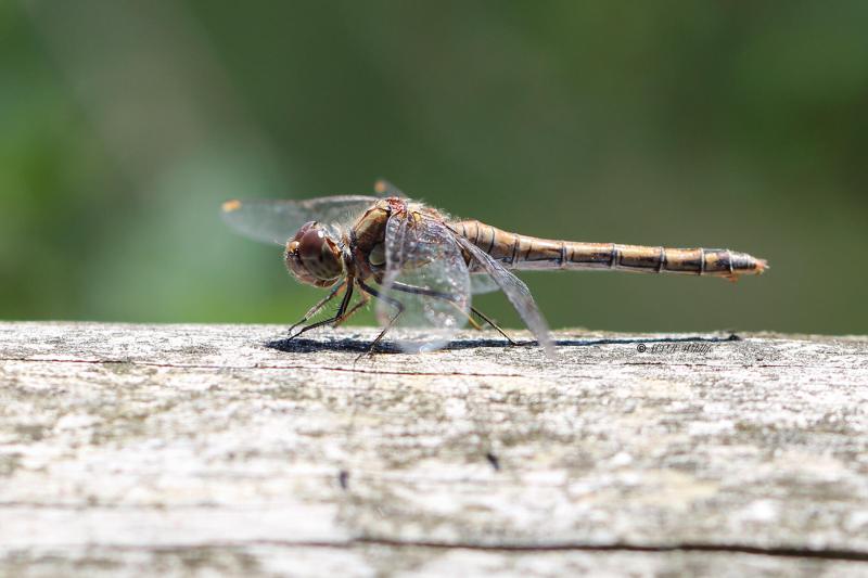 177A6616-Bruinrode-Heidelibel-Sympetrum-Striolatum-Common-Darter-Grosse-Heidelibelle-Sympetrum-a-cote-strie_1