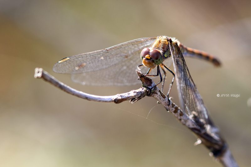 177A6646-Bruinrode-Heidelibel-Sympetrum-Striolatum-Common-Darter-Grosse-Heidelibelle-Sympetrum-a-cote-strie_1